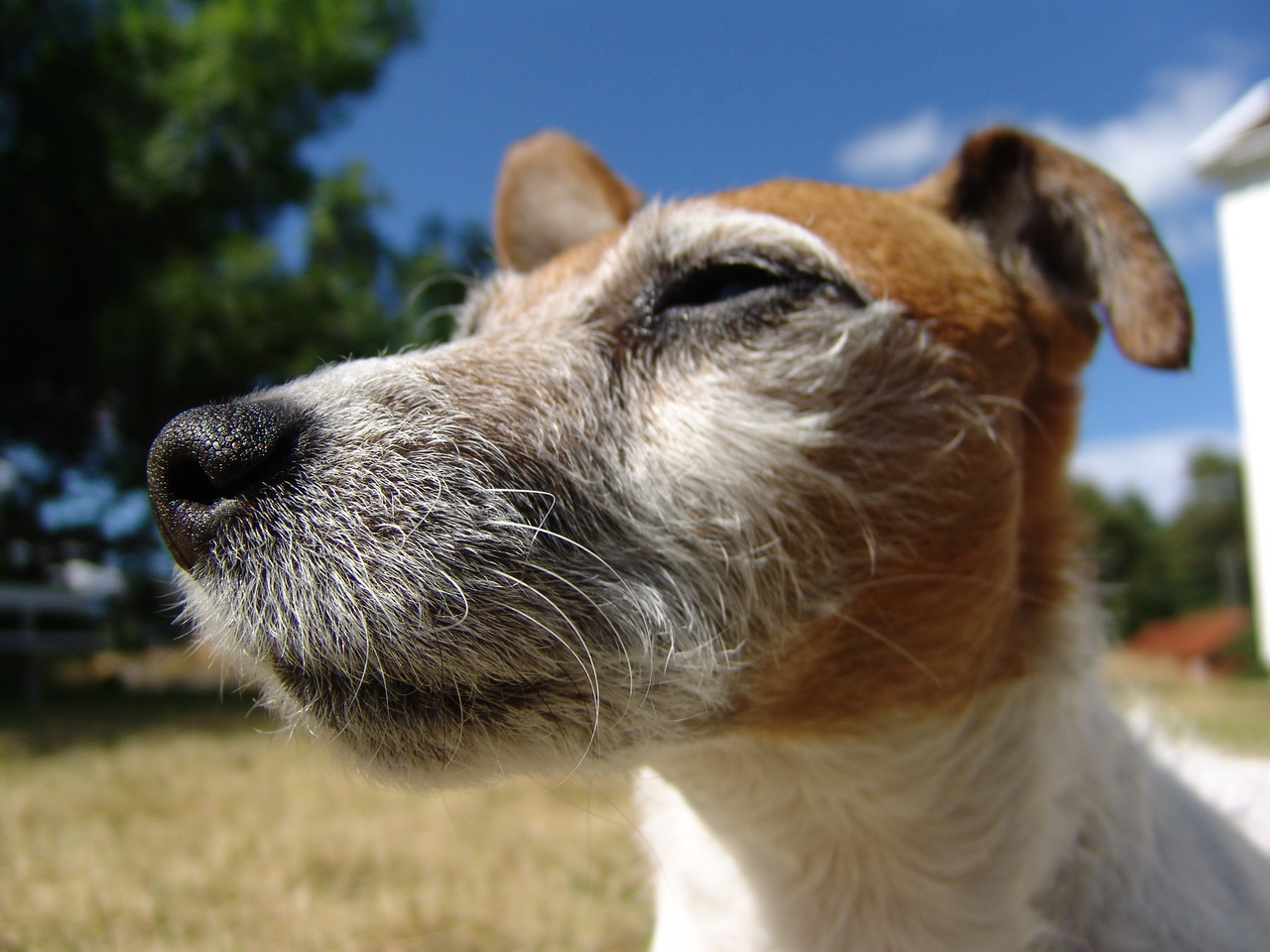 jack-russell-terrier-java-1403541-1280x960
